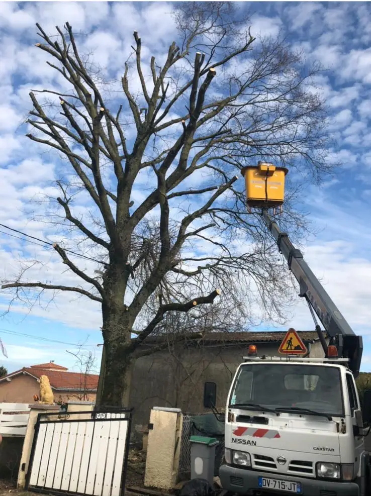 Réalisation élagage