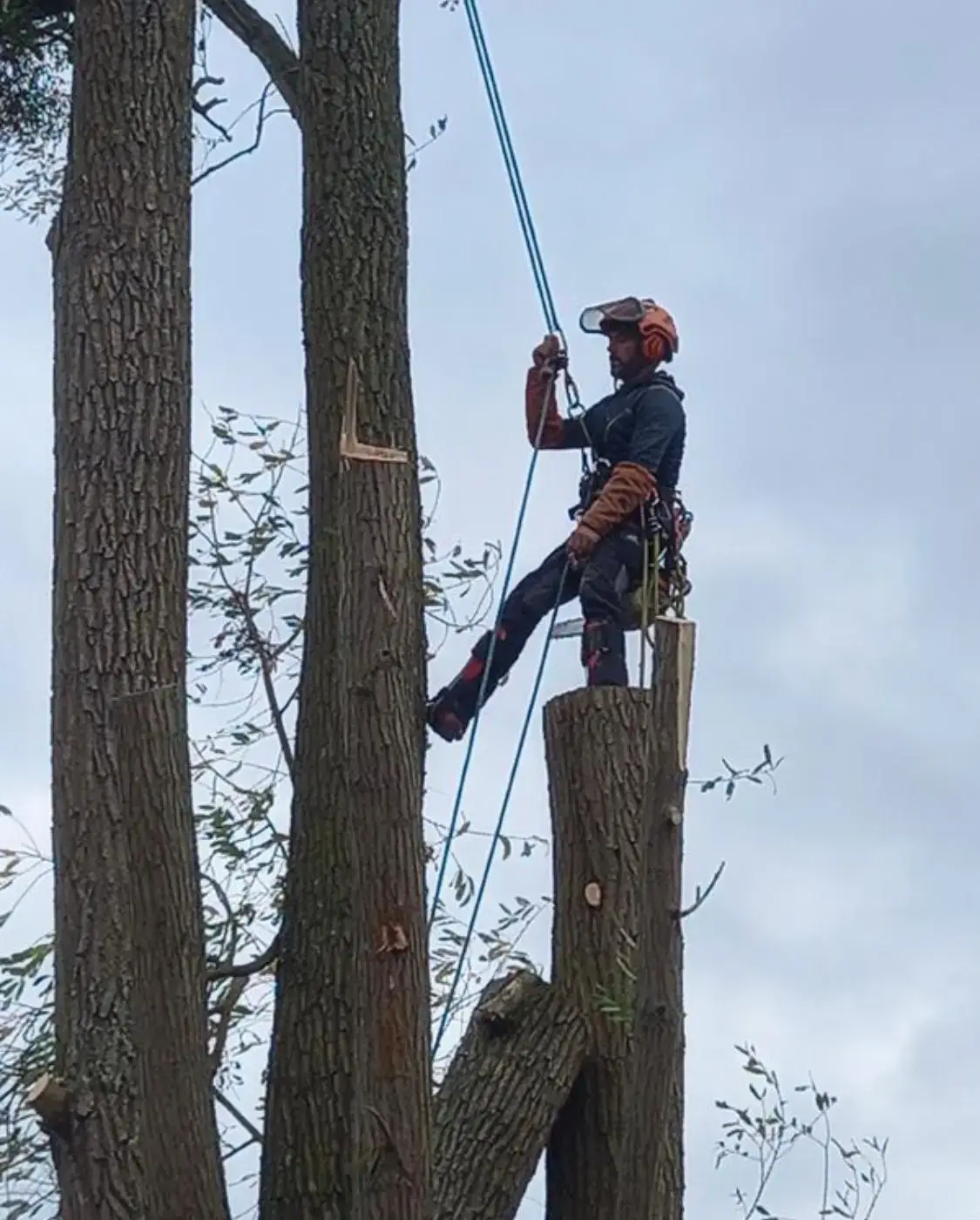 Réalisation élagage