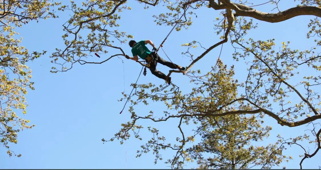Réalisation élagage