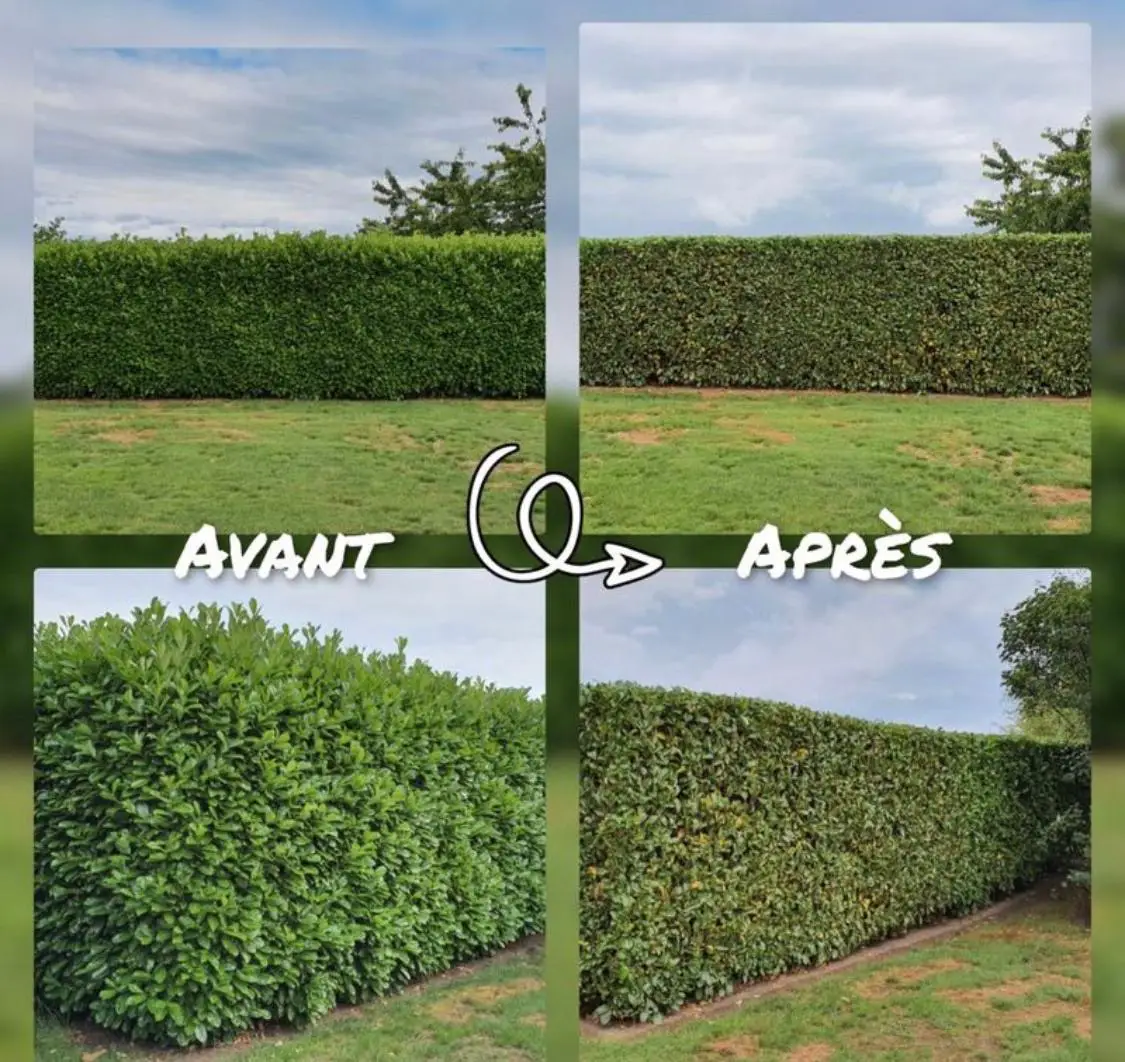 Réalisation élagage