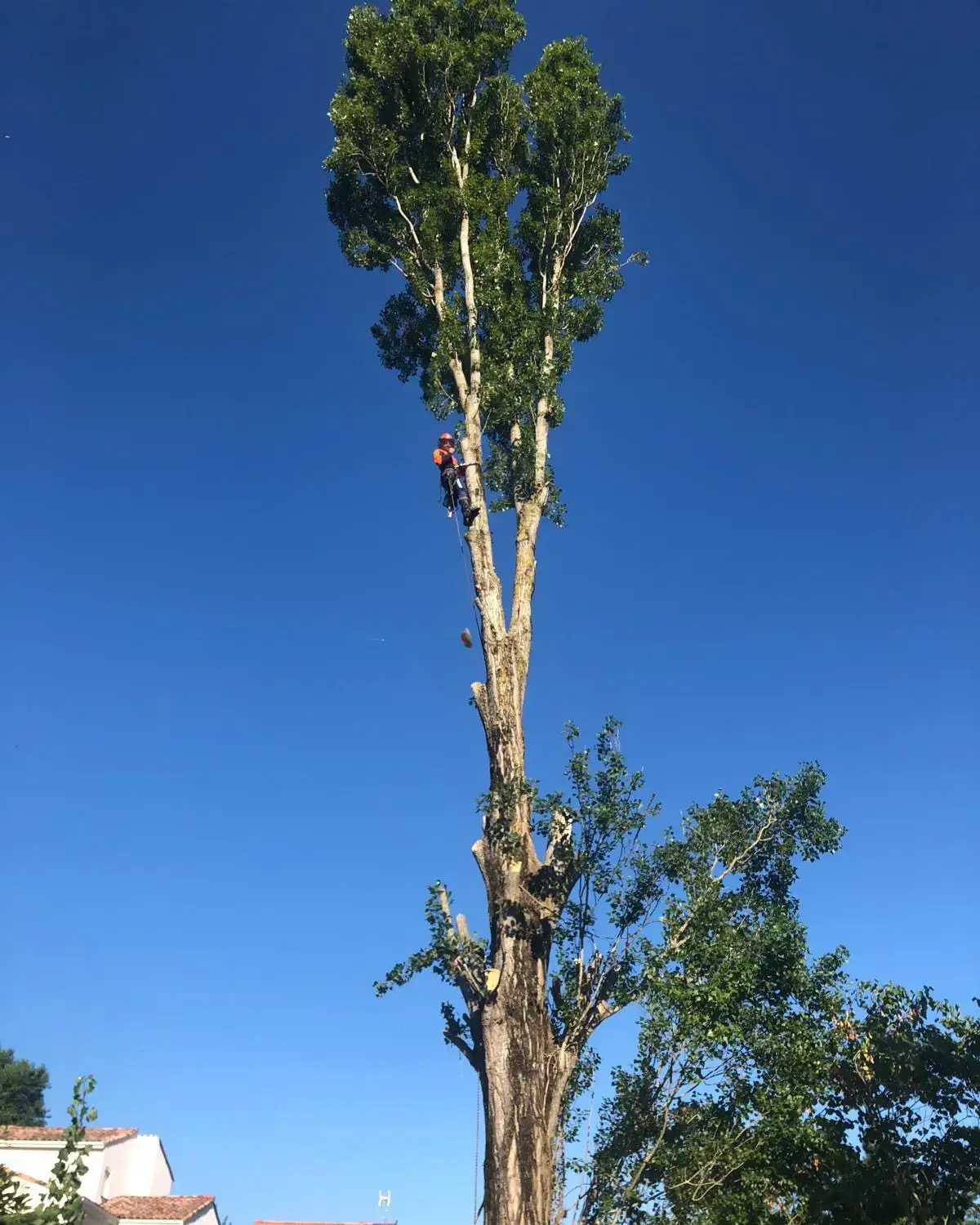 Réalisation élagage