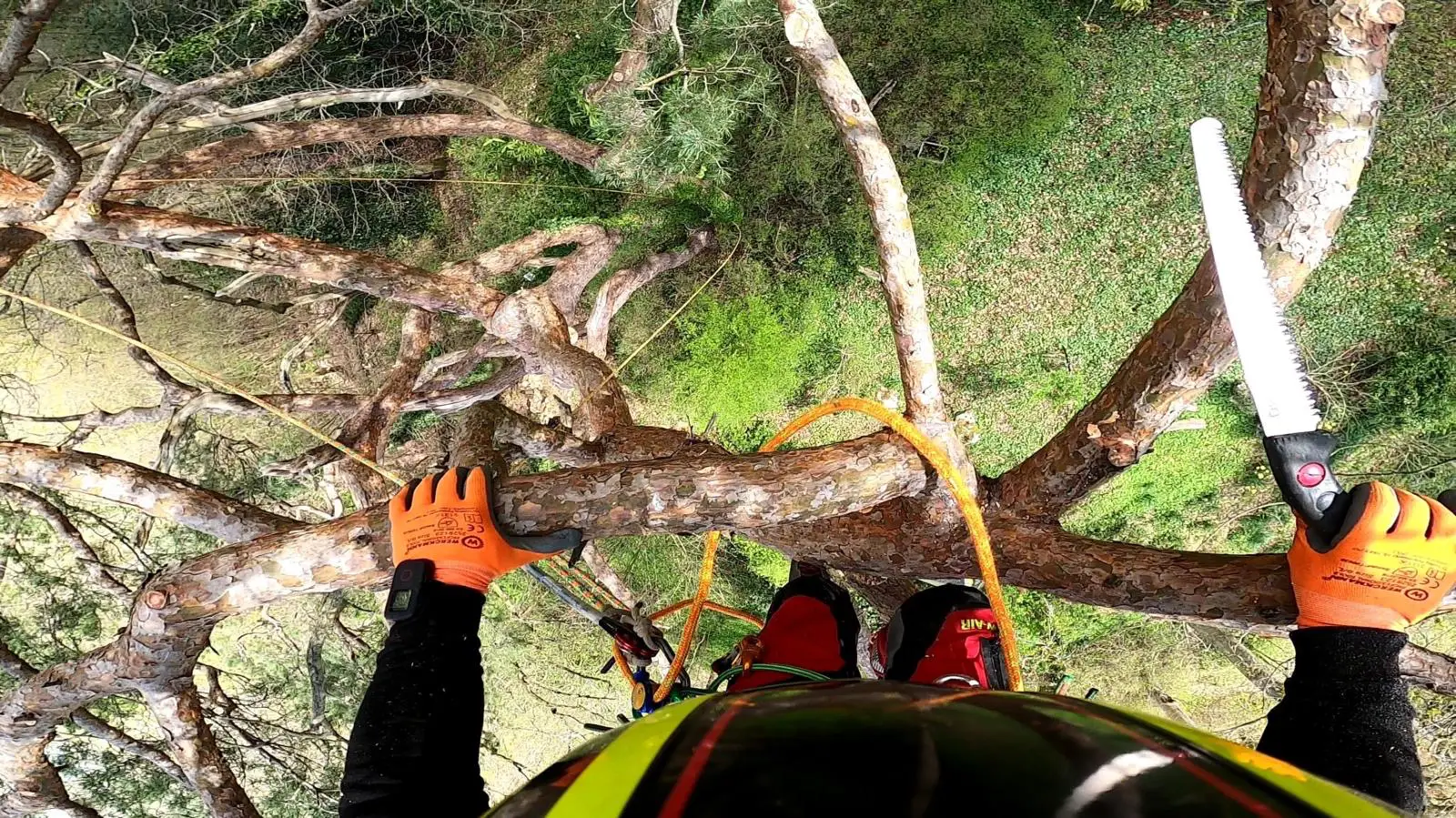 Réalisation élagage