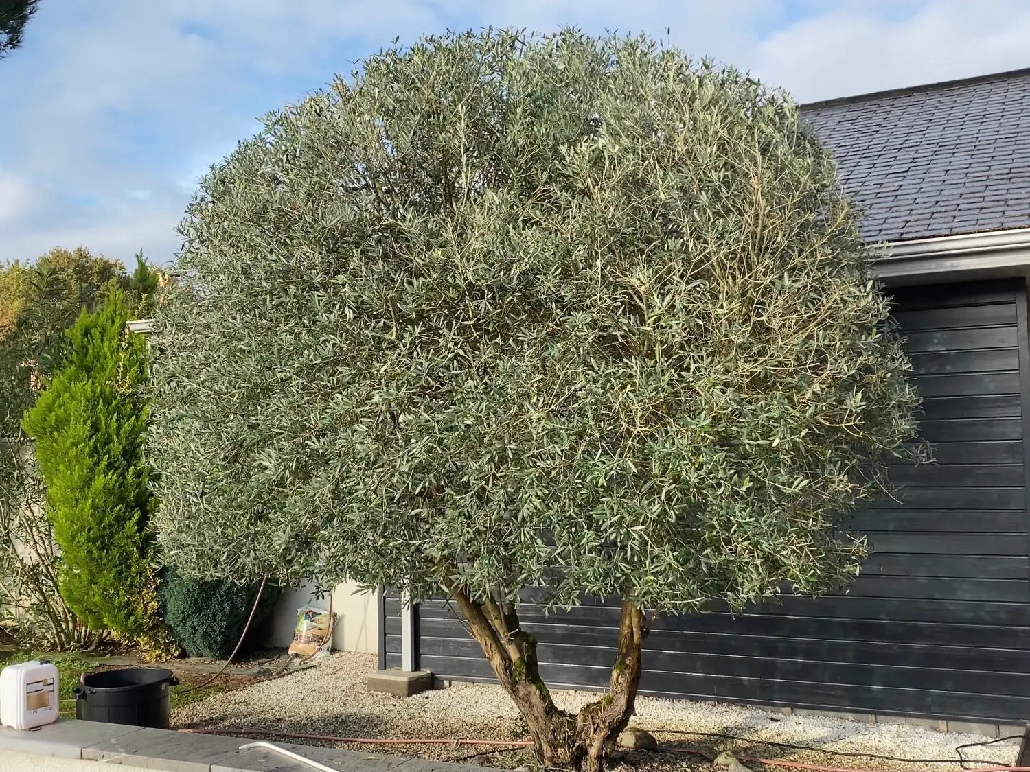 Réalisation élagage