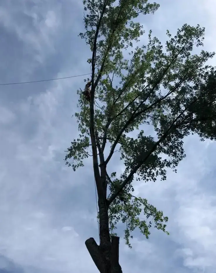 Réalisation élagage