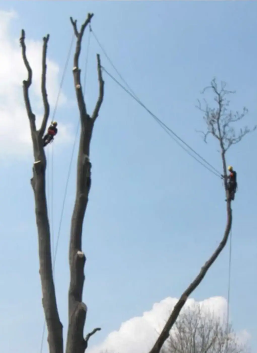 Réalisation élagage