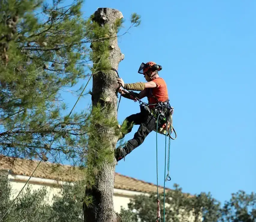 Élagage dans les Pyrénées-Atlantiques (64)